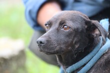 CALU, Hund, Labrador-Pinscher-Mix in Rumänien - Bild 2