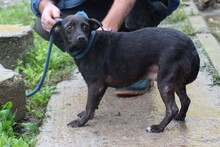 CALU, Hund, Labrador-Pinscher-Mix in Rumänien - Bild 4