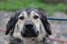 SAMBA, Hund, Golden Retriever-Berner Sennenhund-Hütehund-Mix in Rumänien - Bild 1