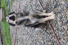 SAMBA, Hund, Golden Retriever-Berner Sennenhund-Hütehund-Mix in Rumänien - Bild 2