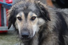 SAMBA, Hund, Golden Retriever-Berner Sennenhund-Hütehund-Mix in Rumänien - Bild 5