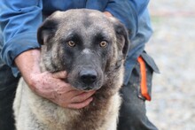 SANTO, Hund, Mischlingshund in Rumänien - Bild 1
