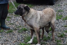SANTO, Hund, Mischlingshund in Rumänien - Bild 2