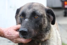 SANTO, Hund, Mischlingshund in Rumänien - Bild 3