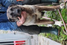 SANTO, Hund, Mischlingshund in Rumänien - Bild 4