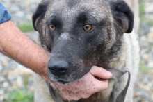 SANTO, Hund, Mischlingshund in Rumänien - Bild 5