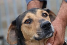 JISPA, Hund, Mischlingshund in Rumänien - Bild 2