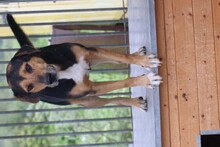 JISPA, Hund, Mischlingshund in Rumänien - Bild 3