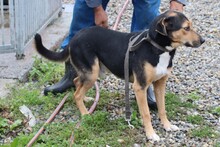 JISPA, Hund, Mischlingshund in Rumänien - Bild 4