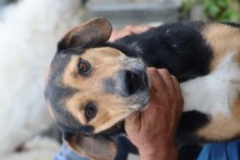 JISPA, Hund, Mischlingshund in Rumänien - Bild 5