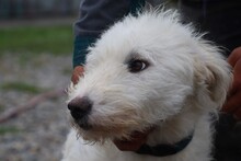 JINJE, Hund, Bearded Collie-Mix in Rumänien - Bild 1