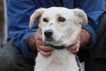 SAMA, Hund, Labrador-Mix in Rumänien - Bild 1