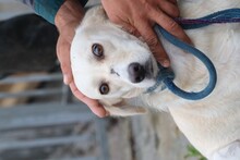 SAMA, Hund, Labrador-Mix in Rumänien - Bild 2