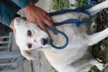 SAMA, Hund, Labrador-Mix in Rumänien - Bild 3