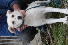 SAMA, Hund, Labrador-Mix in Rumänien - Bild 4
