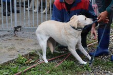 SAMA, Hund, Labrador-Mix in Rumänien - Bild 5
