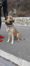 PEBBLEKAMUCHE, Hund, Mischlingshund in Bulgarien - Bild 1