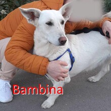 BAMBINA, Hund, Mischlingshund in Bulgarien - Bild 1
