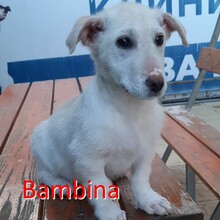 BAMBINA, Hund, Mischlingshund in Bulgarien - Bild 2