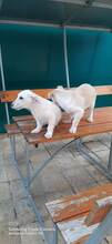 BAMBINA, Hund, Mischlingshund in Bulgarien - Bild 3