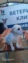 BAMBINA, Hund, Mischlingshund in Bulgarien - Bild 4