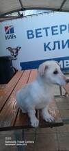 BAMBINA, Hund, Mischlingshund in Bulgarien - Bild 5