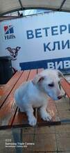 BAMBINA, Hund, Mischlingshund in Bulgarien - Bild 6