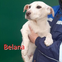 BELANA, Hund, Mischlingshund in Bulgarien - Bild 1