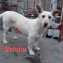 BELANA, Hund, Mischlingshund in Bulgarien - Bild 5