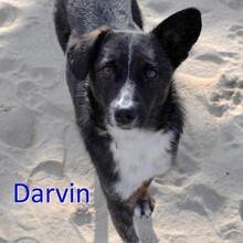 DARVIN, Hund, Mischlingshund in Bulgarien - Bild 1