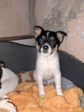 PIKE, Hund, Mischlingshund in Barleben - Bild 11