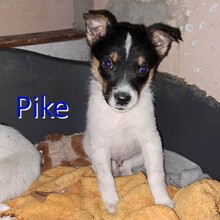 PIKE, Hund, Mischlingshund in Barleben - Bild 7