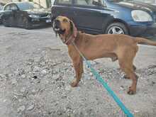 BUDDA, Hund, Mischlingshund in Griechenland - Bild 3