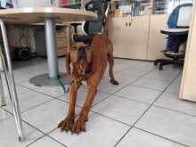 BUDDA, Hund, Mischlingshund in Griechenland - Bild 8