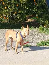 MINI, Hund, Podenco-Mix in Spanien - Bild 2