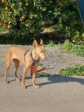 MINI, Hund, Podenco-Mix in Spanien - Bild 4