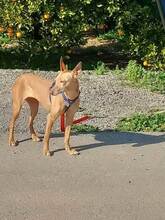 MINI, Hund, Podenco-Mix in Spanien - Bild 5