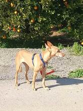 MINI, Hund, Podenco-Mix in Spanien - Bild 6