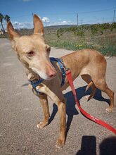 MINI, Hund, Podenco-Mix in Spanien - Bild 7