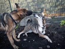 NIKKI, Hund, Deutscher Schäferhund-Mix in Rumänien - Bild 11