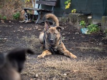 NIKKI, Hund, Deutscher Schäferhund-Mix in Rumänien - Bild 15