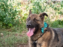 NIKKI, Hund, Deutscher Schäferhund-Mix in Rumänien - Bild 2