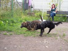 NIKKI, Hund, Deutscher Schäferhund-Mix in Rumänien - Bild 20