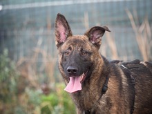 NIKKI, Hund, Deutscher Schäferhund-Mix in Rumänien - Bild 23