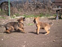 NIKKI, Hund, Deutscher Schäferhund-Mix in Rumänien - Bild 24