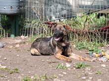 NIKKI, Hund, Deutscher Schäferhund-Mix in Rumänien - Bild 25