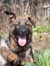 NIKKI, Hund, Deutscher Schäferhund-Mix in Rumänien - Bild 26