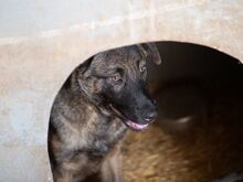 NIKKI, Hund, Deutscher Schäferhund-Mix in Rumänien - Bild 28