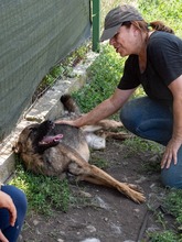 NIKKI, Hund, Deutscher Schäferhund-Mix in Rumänien - Bild 3