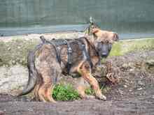 NIKKI, Hund, Deutscher Schäferhund-Mix in Rumänien - Bild 37